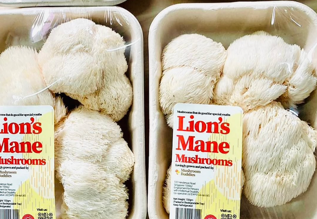 BEST FRESH LION'S MANE MUSHROOMS, Fresh Unique Appearance Lion's Mane Mushroom - Image 2