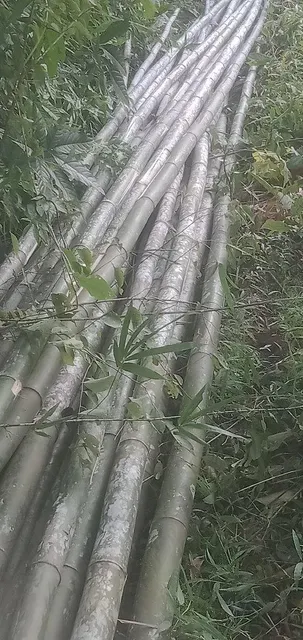 Bamboo poles - Image 1