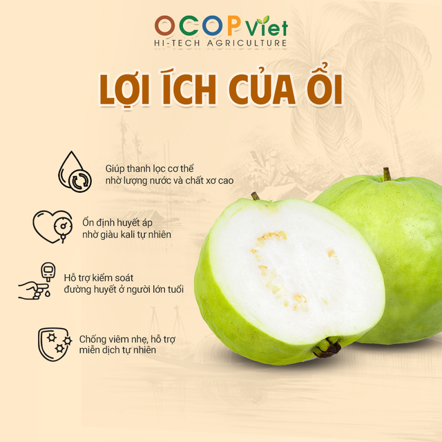 Ổi nữ hoàng - Queen Guava Brand Name OCOP Viet Place of Origin Vietnam Packaging Details - Image 3