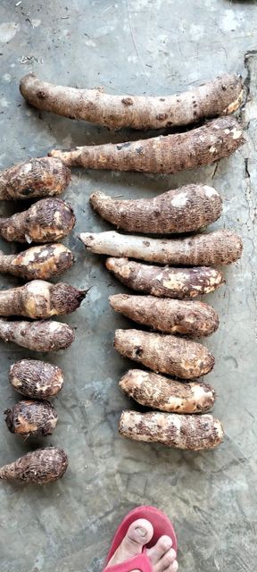 Fresh taro root - Image 2