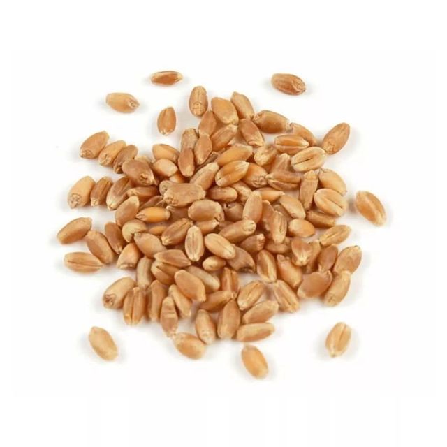 Premium Quality Durum Wheat For Global Food Processing Industries With High Protein Content - Image 3