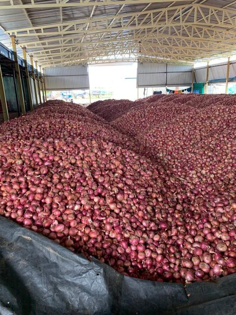 Nashik Fresh Onion - Image 3