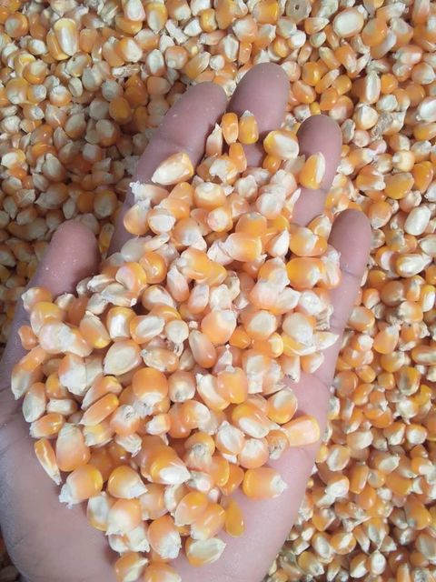 Yellow Maize - Image 1