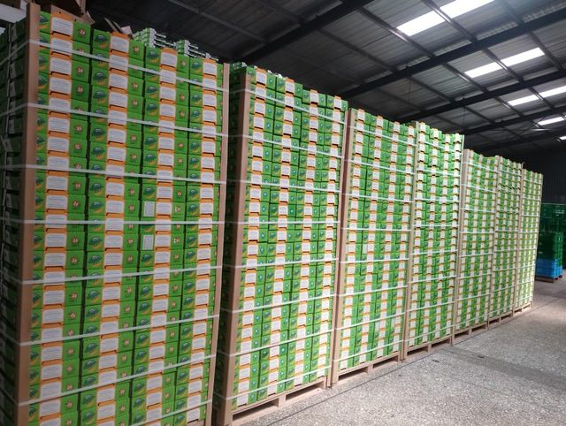 Hass Avocado from kenya – product photo 2, product detail gallery
