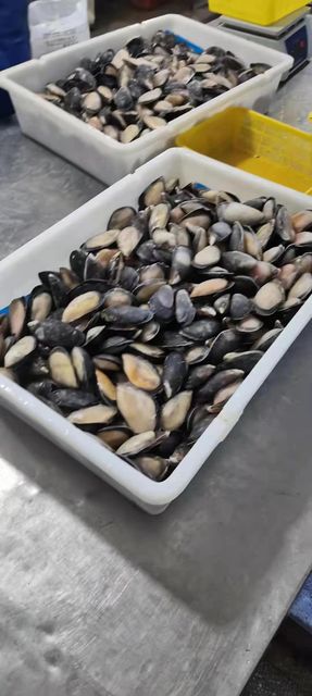 Good Quality Size 8-10CM Frozen Half Shell Mussel Style FROZEN Packaging Box Weight (kg) 1kg Brand Name Healsea Shelf Life 24 - Image 2