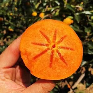 Fresh crisp sweet persimmon fruits Organic Yes Size 7-8.5cm Texture Crispy Color Orange-red Packaging Cartons Origin South Africa - Image 3