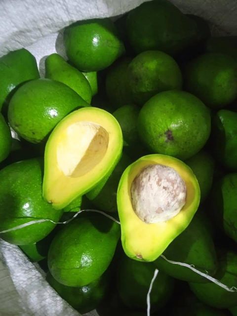 Premium Avocado - Grade A - Origin from Indonesia - High Quality - Carefully Selected and Sorted - Image 4