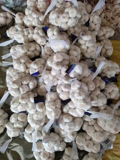 Premium Jinxiang White Garlic 4.5–6.5cm – Fresh Bulk Garlic Supply - Image 4