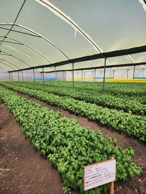 Quality Fresh Herbs. global GAP certified - Image 4