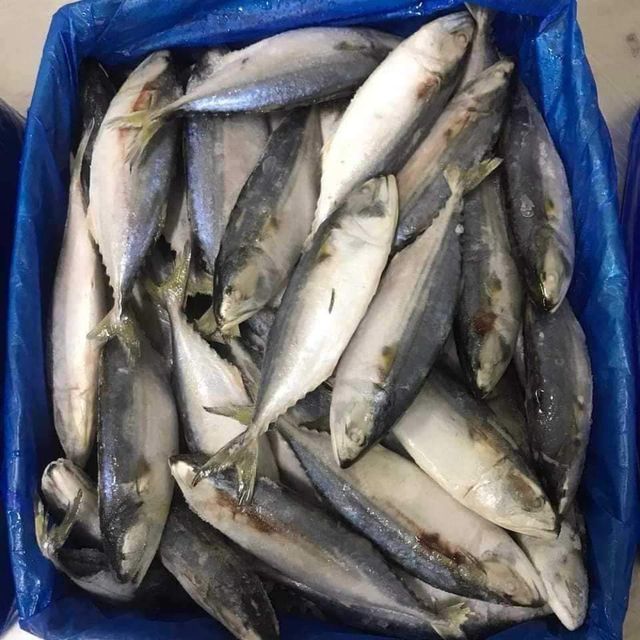 PREMIUM VIETNAMESE INDIAN MACKEREL: FRESH AND SUSTAINABLE Ph Value Na Content Fish Grade Aa, Aaa Ingredients Fish Product Style - Image 4
