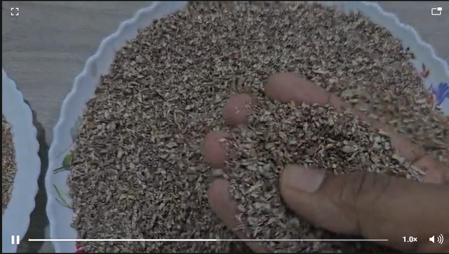 BETEL NUTS - Image 5