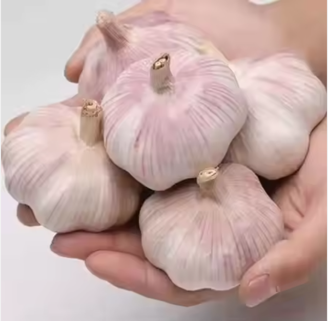 Fresh Garlic - Image 1