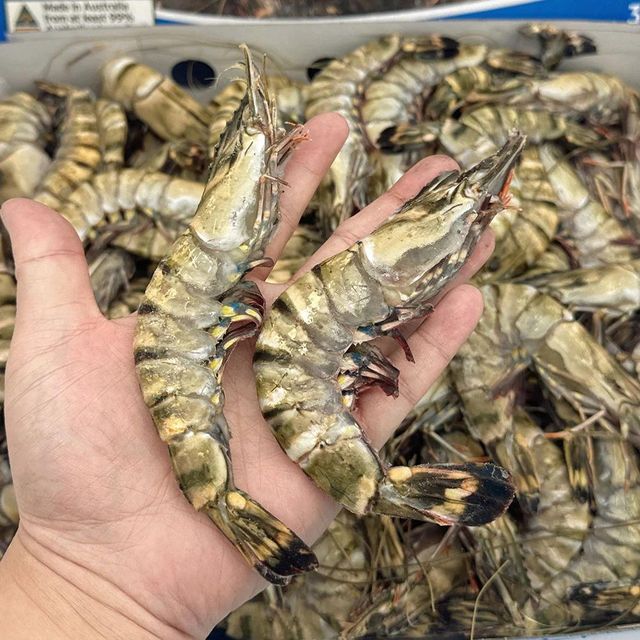 Frozen Fresh Shrimps High Purity Seafood Selection Delivering Fresh Flavor And Superior Product Integrity - Image 3