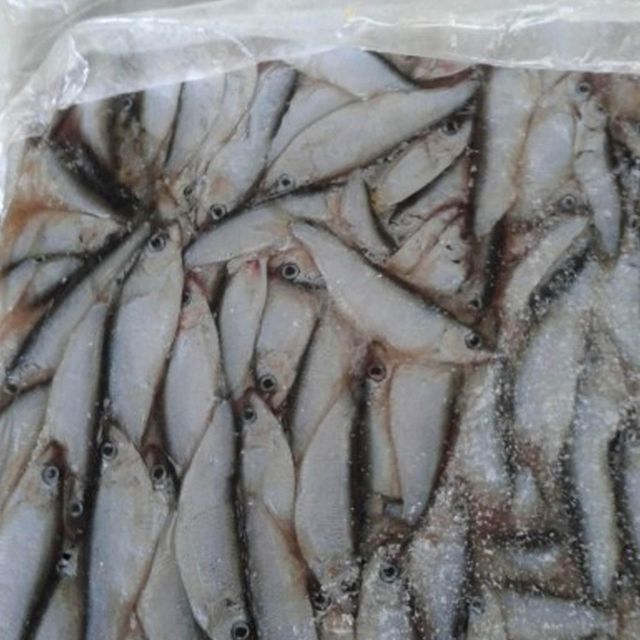 High quality frozen anchovies fresh sea fish whole fish quick frozen ideal for cooking drying canning and processing - Image 4