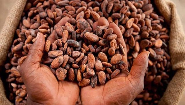 Premium Cocoa Beans – West & Central African Origin - Image 2