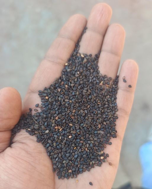 Black Sesame Seeds (Kala Til) Type Whole Port Mundra Taste Premium Grade Grade A Flavor Natural Quality Premium Variety Superior - Image 1