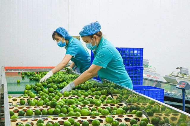 High Quality Fresh Seedless Lemon from Vietnam Sour Tasting Citrus Fruit at a Low Price - Image 3