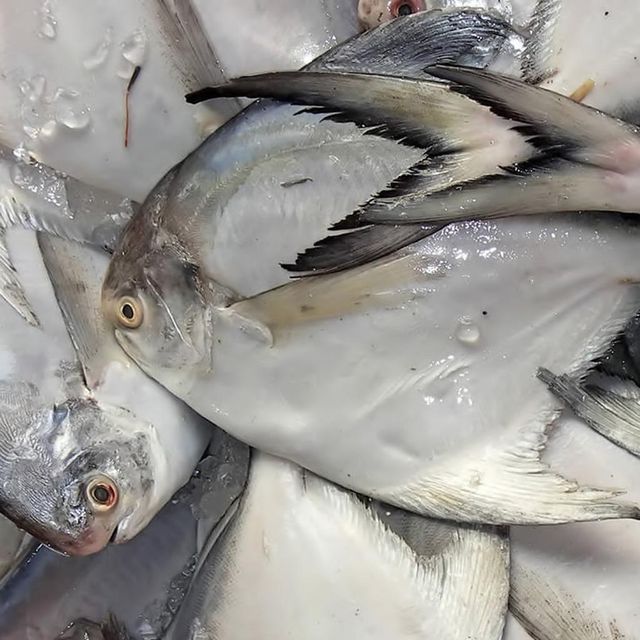 Frozen Silver Pomfret Fish Whole Cleaned Export Ready Seafood Offering For International Buyer Requirements - Image 3