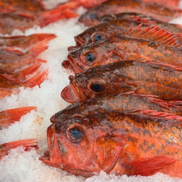 Frozen Redfish Red Drum Whole Fillet Steak High Quality IQF Seafood Export Wholesale Private Label - Image 4