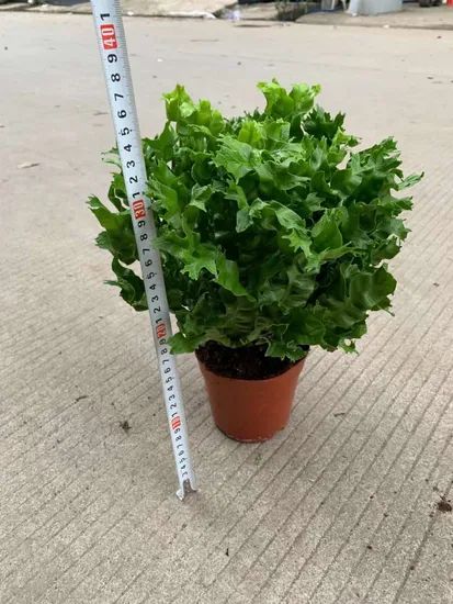 Live Plants Asplenium Nidus Fern Fire Work Bonsai - Image 2