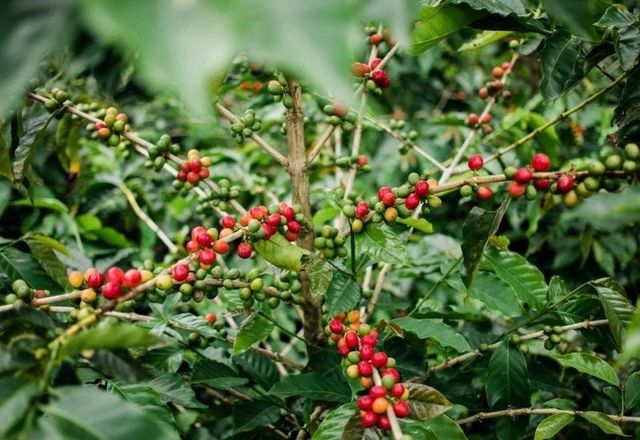 Vietnam Green Coffee Bean High Quality for Exporting - Image 3