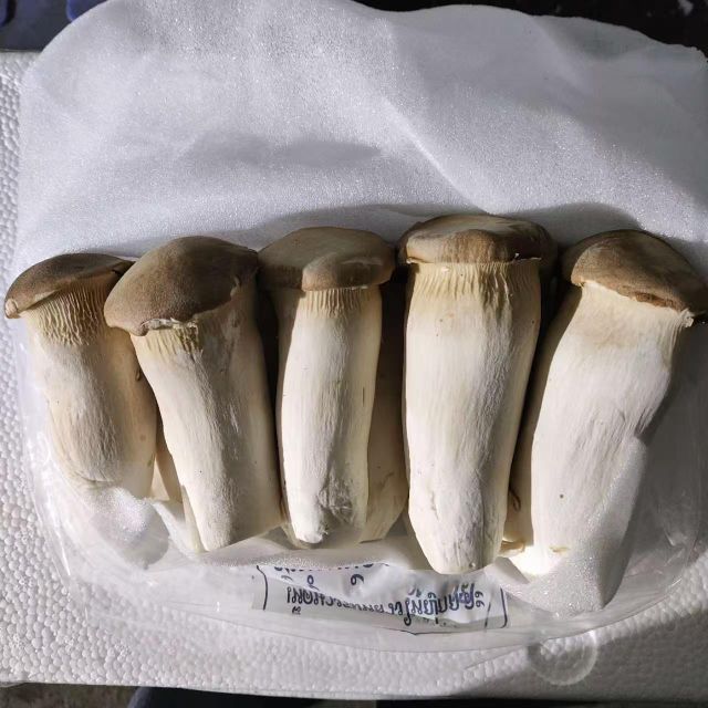 250g*12packs King oyster mushroom - Image 1