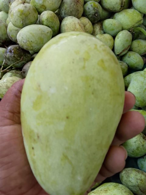 Arumanis Mango Grade A Larger Size - Image 4