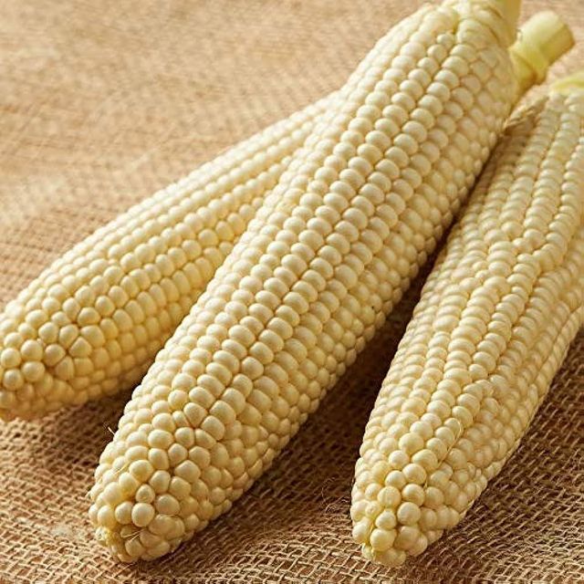 White Corn With 98% Purity For Agricultural Buyers Seeking Reliable Grain Quality And Bulk Availability - Image 3