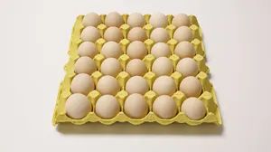 Pulp Egg Tray Making Machine - Image 4