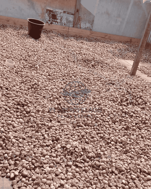 betel nut whole / a betel nut Quality High Type Whole Betel Nut Ingredients Betel Nut Packaging 50 kg net bag Max. Moisture (%) <=12% - Image 3
