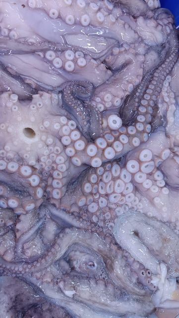 RELIABLE SUPPLY OF PREMIUM QUALITY SEAFOOD COMMON OCTOPUS(OCTOPUS VULGARIS) RICH FLAVOR WHOLE OCTOPUS SEAFROZEN 20KG CARTONS SALE - Image 2