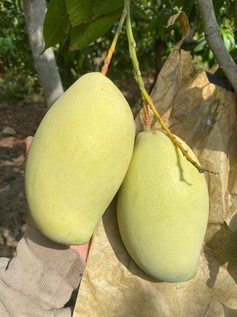 Fresh Mango Sorting Clean Texture Crunchy Grading Uniform Color Fresh Green Flavor Mild Sweetness Packing 5kg Net Carton - Image 3