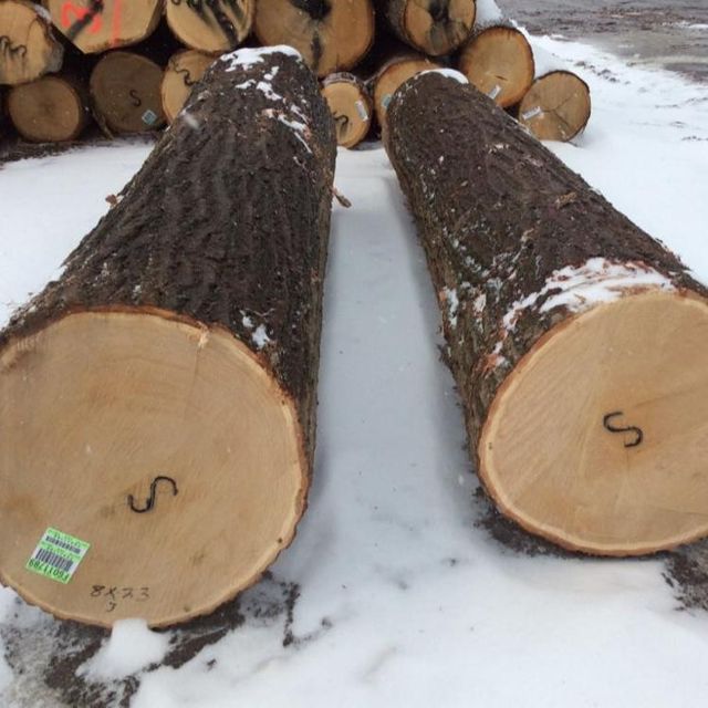 Beech logs 3m+/30cm+ FOR SALE - Image 3