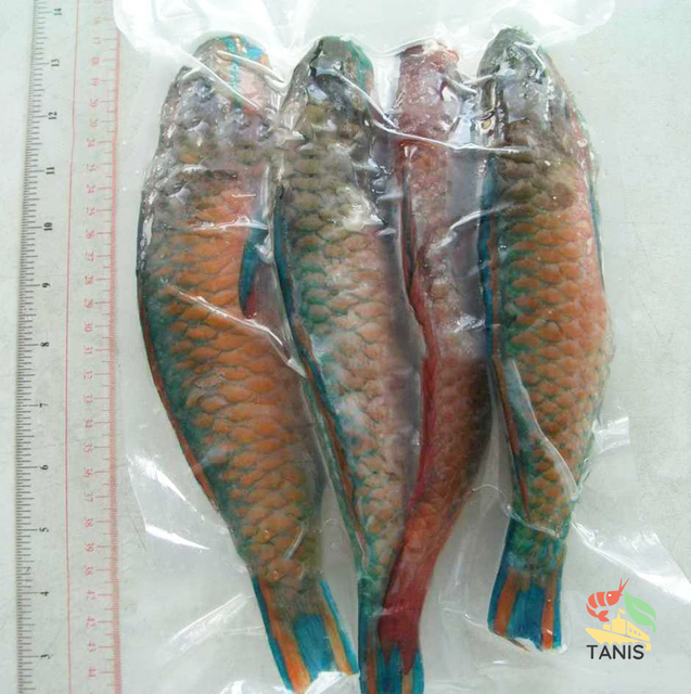 HOT SALE!! Frozen Parrot Fish Whole /Fillet IQF Vietnam Wholesale original price - Image 5