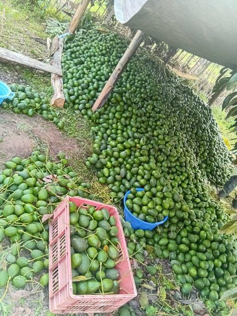 Fresh Hass Avocado Supplier & Exporter | Premium Wholesale Export Quality Avocados - Image 3