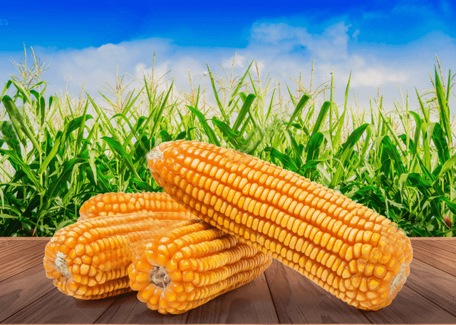 Yellow maize Features Organic Packaging Size > 10 kg to 25 kg, > 25 kg - Image 3