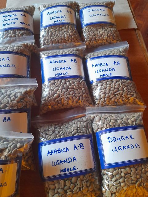 Robusta Uganda Sc15 – product photo 1, product detail gallery
