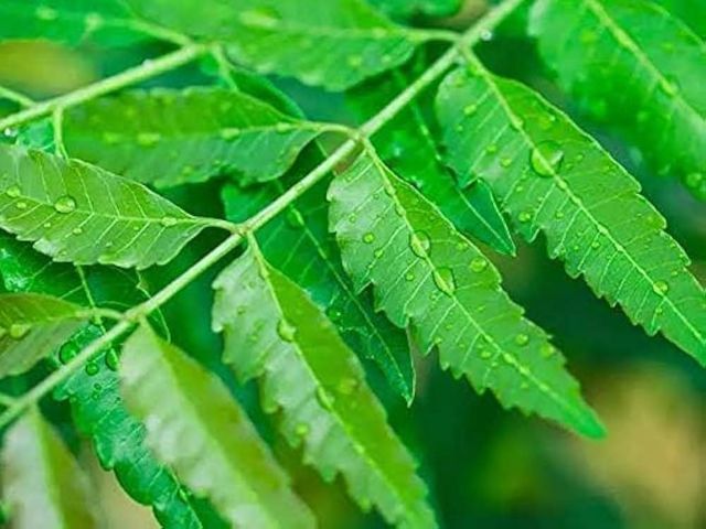 Neem Leaves powder - Image 2
