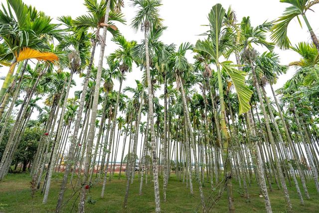 Whole Dried Betel Nut (Areca Nut) - Grade A (80+ 90-95% Good Quality) - Low Moisture - Origin Indonesia - Image 5