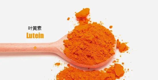 Tagetes Erecta Marigold Lutein Powder for Eye Health - Image 5