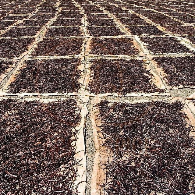 Organic Dried Vanilla Beans wholesale supplier and exporter - Image 5