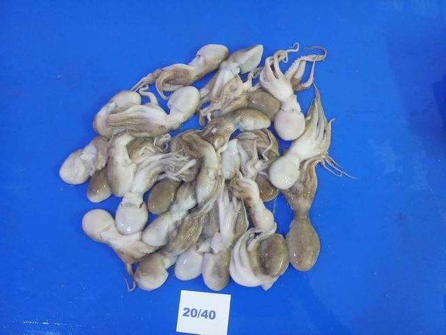 Amaze Seafood Trade - Offering Frozen Baby Octopus whole and cleaned - Image 3