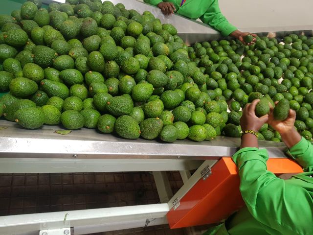 hass avocado - Image 3
