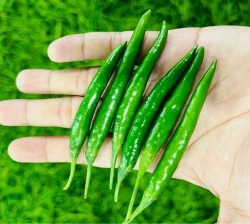 fresh green chilli – product photo 1, product detail gallery