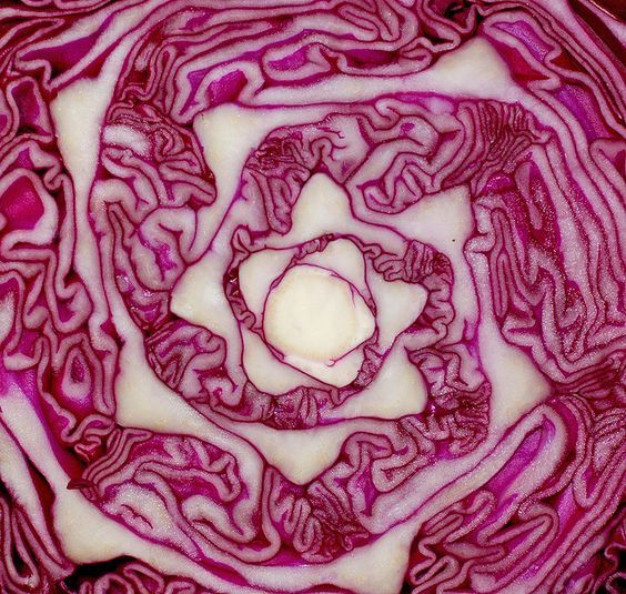 Red Cabbage Style Fresh Type Cabbage Weight (kg) 1.5 Variety red cabbage Model Number FRCAB01 Cultivation Type GMO Place of Origin - Image 2