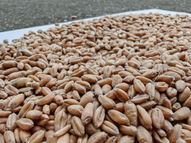 wheat Type wheat Packaging 50kg W Value Min 180 Bug Damage Max 1.5% Broken Grains Max 4.0% Foreign Matter Max 2.0% Moisture Content Max 13% - Image 3