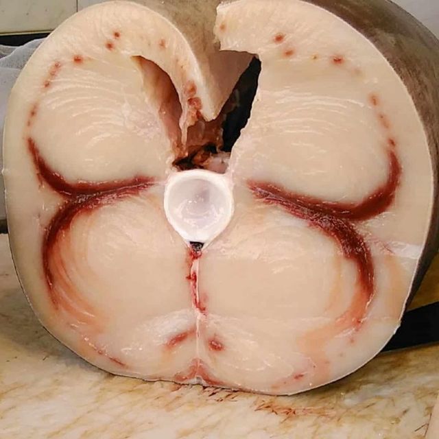 Frozen Sword Fish Ocean Fresh Fillets Designed For Importers Requiring Premium Marine Products And Steady Supply - Image 3