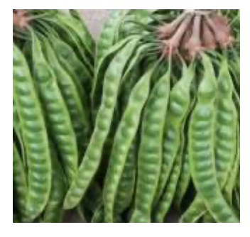 Other Agriculture Products Available Forms Fresh Or Frozen Harvested For Fresh, Vibrant Quality Flavor Profile Authentic Southeast Asian - Image 3