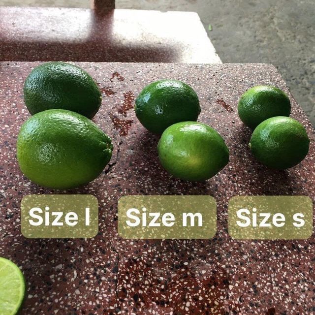 Fresh Lime Low Calorie Delicious Food Packing In Carton/ Fresh Seedless Lemon Export Quality FREE TAX /READY TO SHIP – product photo 5, product detail gallery