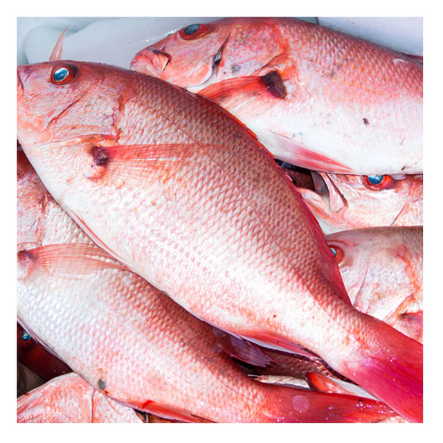 Buy Frozen Red Fish Pargo Premium Quality Fresh Catch at Wholesale Price with Fast Delivery Worldwide - Image 2